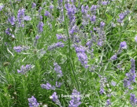 Lavendel, echter
