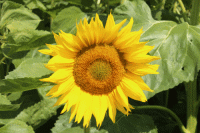 Sonnenblume - pollentragend!