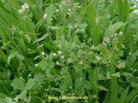 Schildifutter Blumenwiese 1 ~  10g
