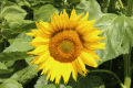 Sonnenblume 50 g